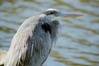 Heron right profile